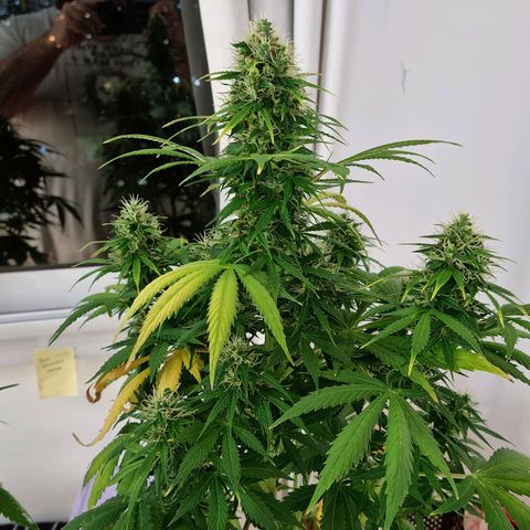 Roque growlog timeline photo