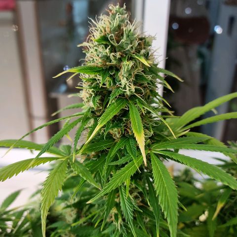 Roque growlog timeline photo