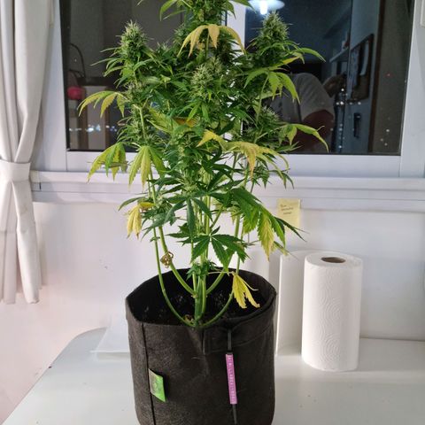 Roque growlog timeline photo