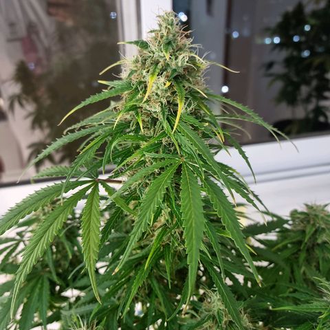 Provo growlog timeline photo