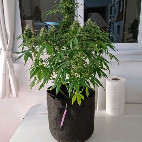 Provo growlog timeline photo