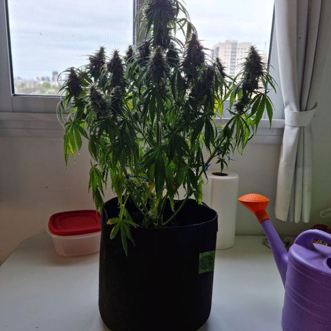 Provo growlog timeline photo