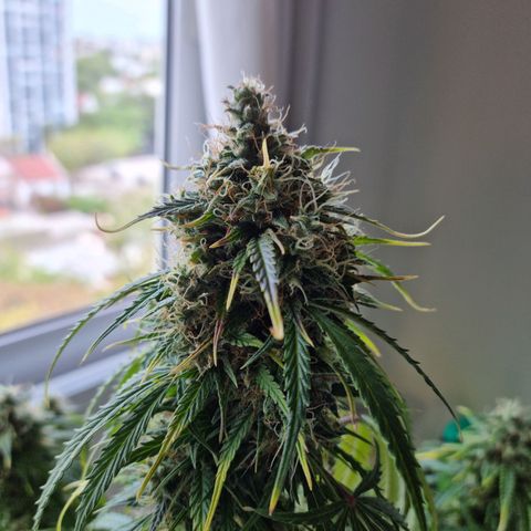 Provo growlog timeline photo