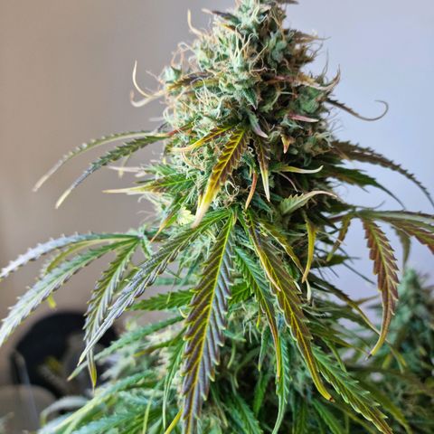 Provo growlog timeline photo