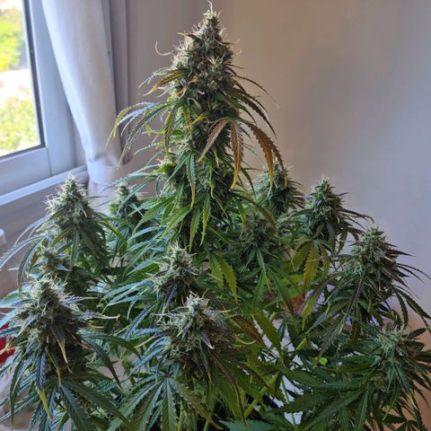 Provo growlog timeline photo
