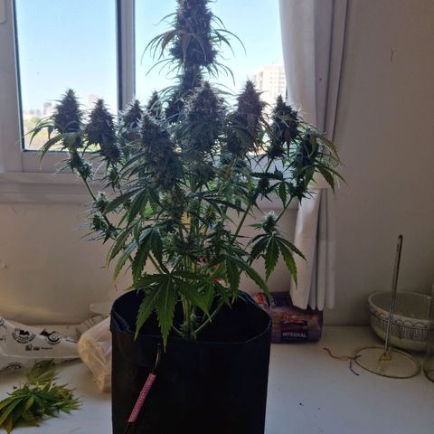 Provo growlog timeline photo