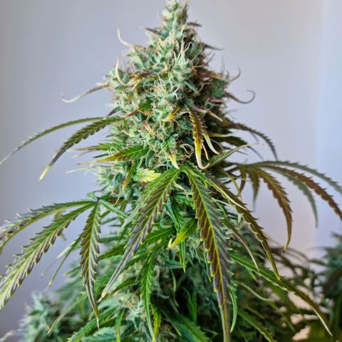 Provo growlog timeline photo