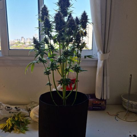 Roque growlog timeline photo