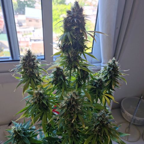 Roque growlog timeline photo