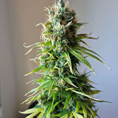 Roque growlog timeline photo