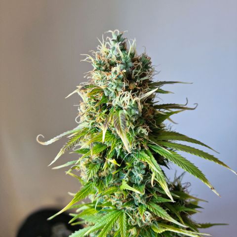 Roque growlog timeline photo