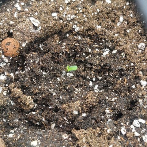RUNTZ 2 growlog timeline photo