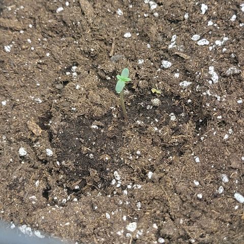 RUNTZ 1 growlog timeline photo