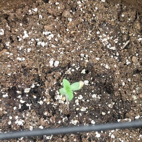THUNDERFUCK FEM growlog timeline photo