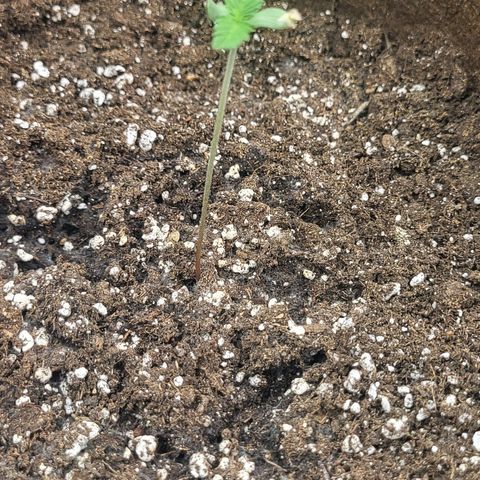 THUNDERFUCK FEM growlog timeline photo