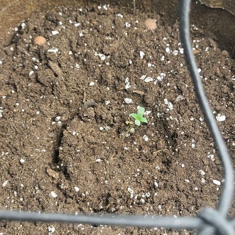 RUNTZ 1 growlog timeline photo