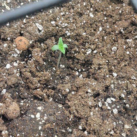 RUNTZ 2 growlog timeline photo