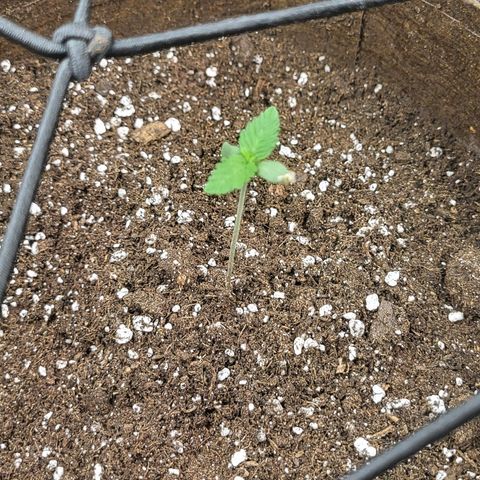 THUNDERFUCK FEM growlog timeline photo