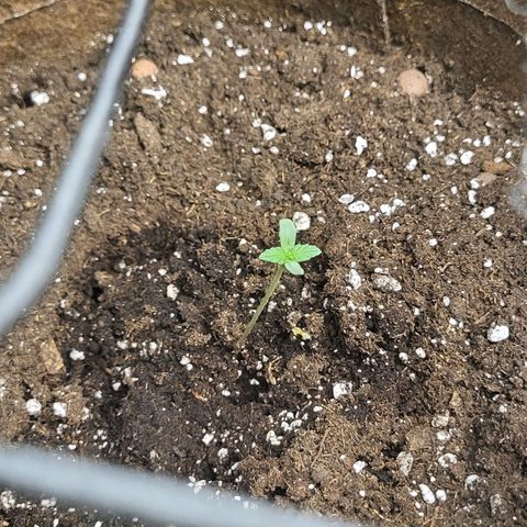 RUNTZ 1 growlog timeline photo