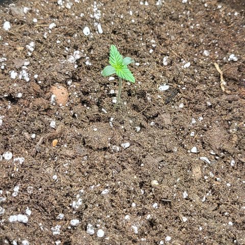 RUNTZ 2 growlog timeline photo