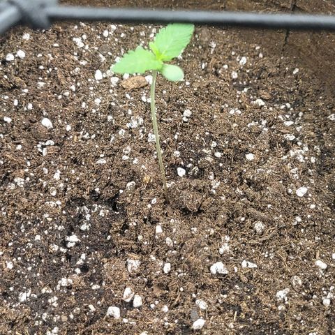 THUNDERFUCK FEM growlog timeline photo
