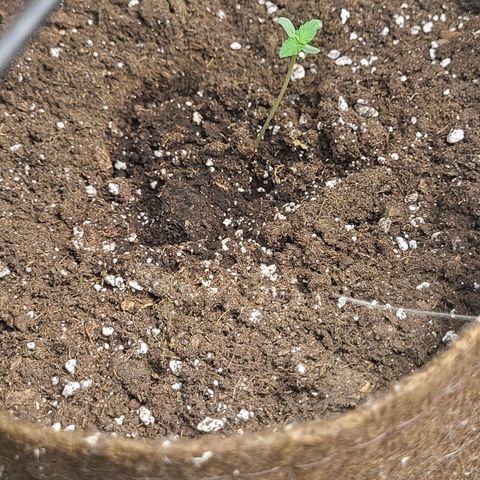 RUNTZ 1 growlog timeline photo