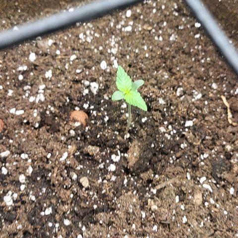 RUNTZ 2 growlog timeline photo