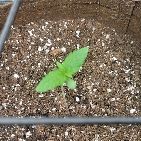 THUNDERFUCK FEM growlog timeline photo