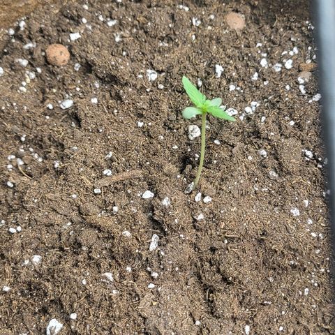 RUNTZ 1 growlog timeline photo