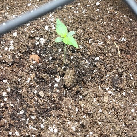 RUNTZ 2 growlog timeline photo
