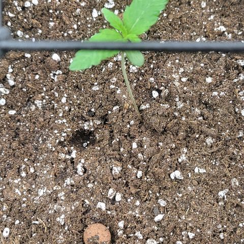 THUNDERFUCK FEM growlog timeline photo