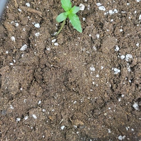 RUNTZ 1 growlog timeline photo