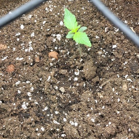 RUNTZ 2 growlog timeline photo
