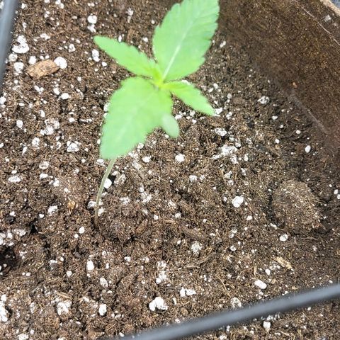 THUNDERFUCK FEM growlog timeline photo