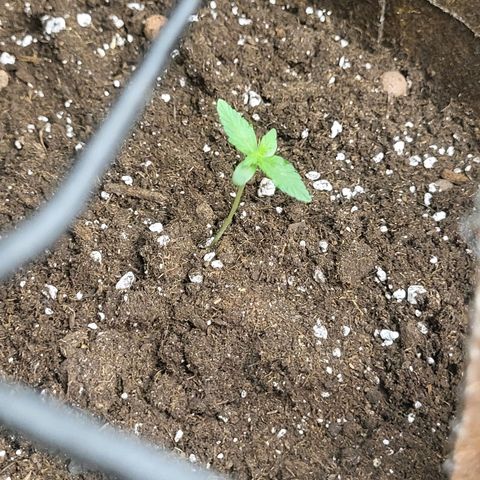 RUNTZ 1 growlog timeline photo