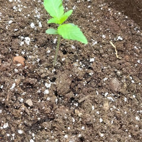RUNTZ 2 growlog timeline photo