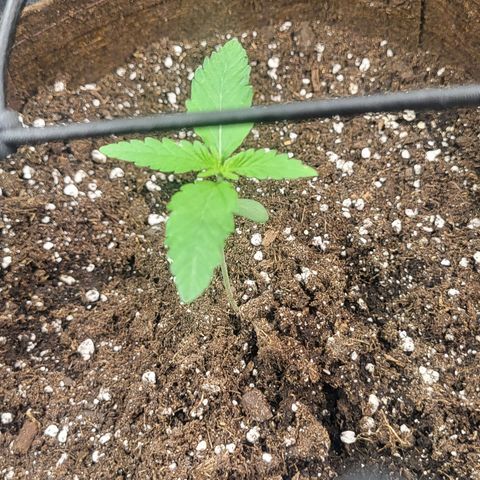 THUNDERFUCK FEM growlog photo: All is good, just growing