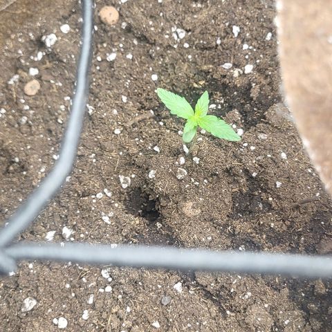 RUNTZ 1 growlog photo: Smaller than the other but all is good