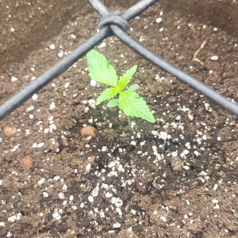 RUNTZ 2 growlog photo: Keep on growing baby