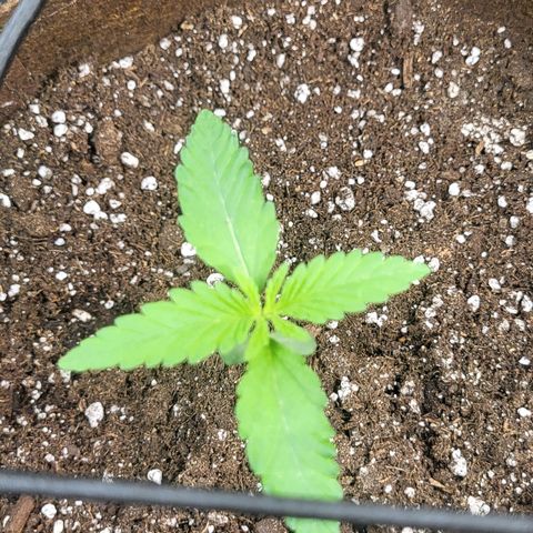 THUNDERFUCK FEM growlog timeline photo