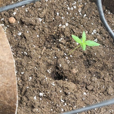 RUNTZ 1 growlog timeline photo