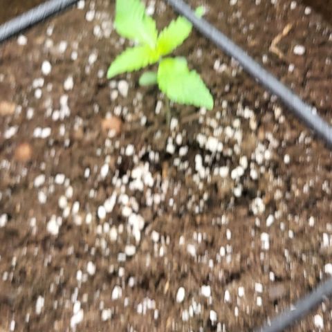RUNTZ 2 growlog timeline photo