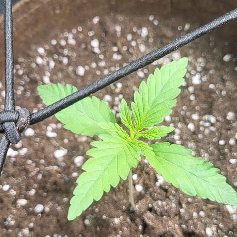 THUNDERFUCK FEM growlog timeline photo