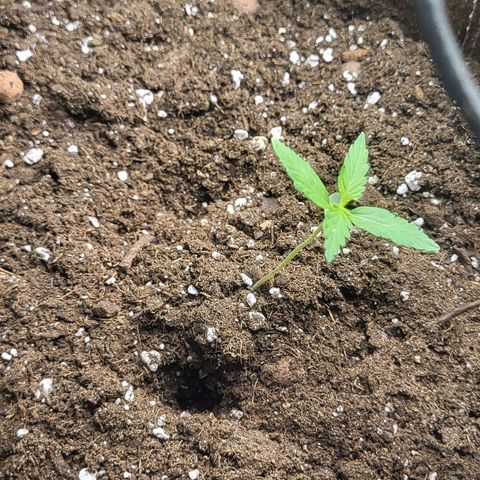 RUNTZ 1 growlog timeline photo