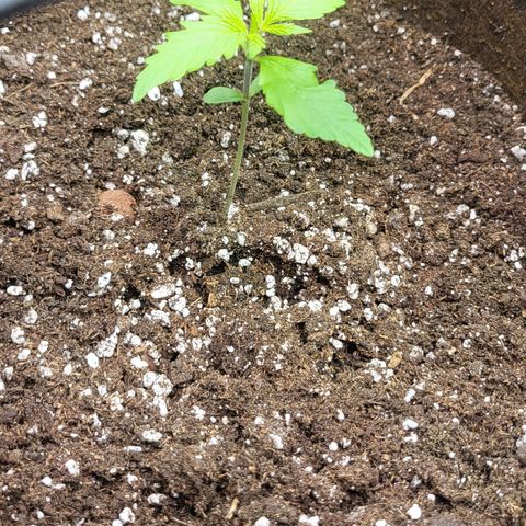 RUNTZ 2 growlog timeline photo