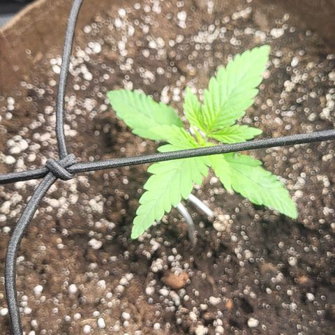THUNDERFUCK FEM growlog timeline photo
