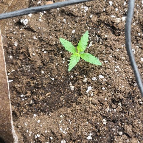 RUNTZ 1 growlog timeline photo