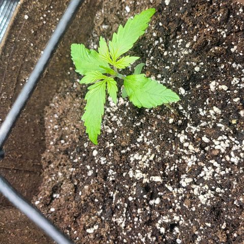RUNTZ 2 growlog timeline photo