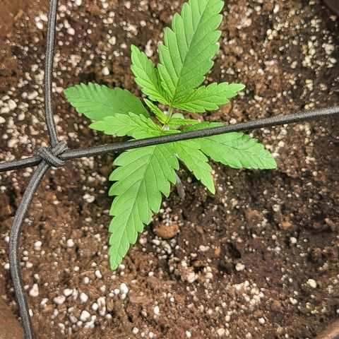 THUNDERFUCK FEM growlog timeline photo