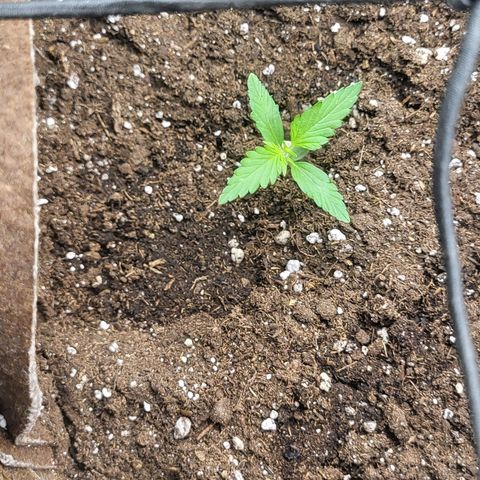 RUNTZ 1 growlog timeline photo